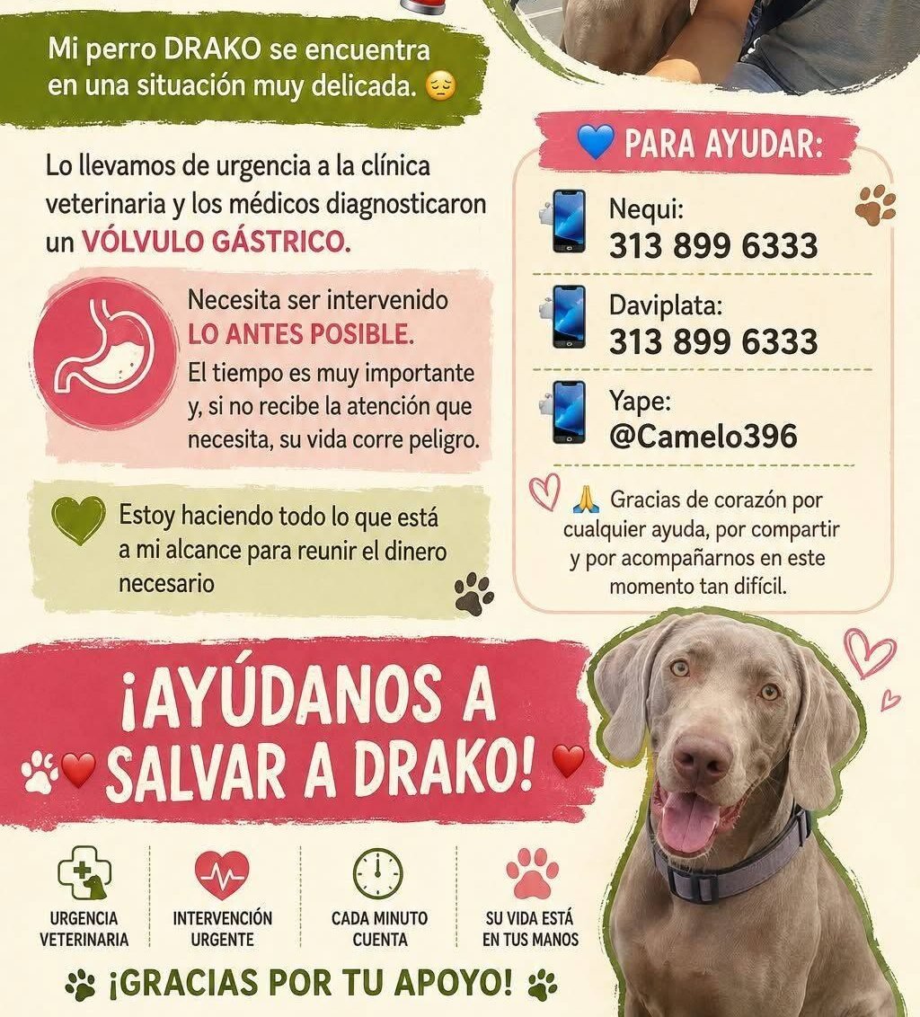 Drako, perro Weimaraner del caso compartido por la fundación