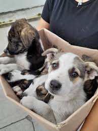 Rescate de un animal vulnerable