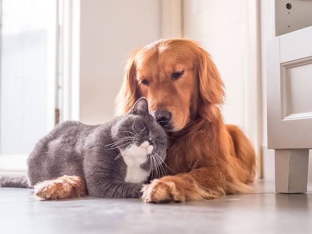 Persona compartiendo cariño con un perro