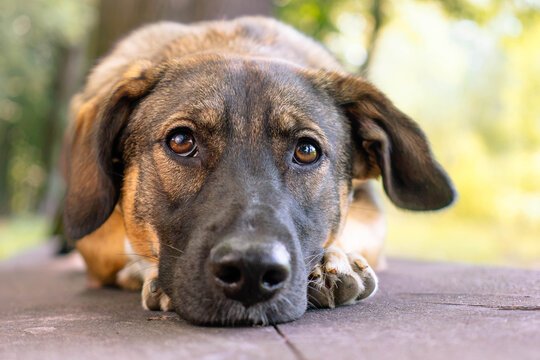 Animal rescatado por la Fundación Ares al Rescate