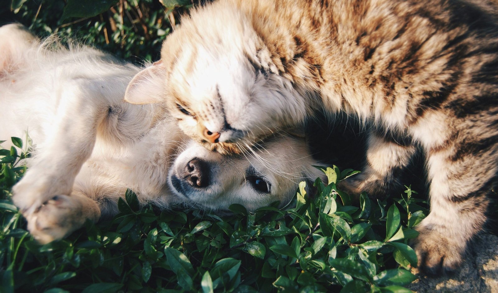 Persona compartiendo tiempo con sus perros