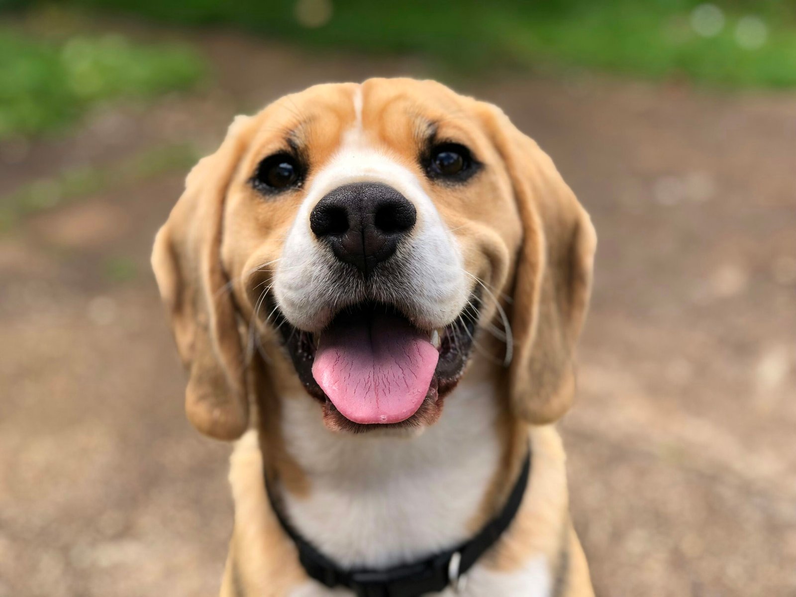 Perro esperando una nueva oportunidad