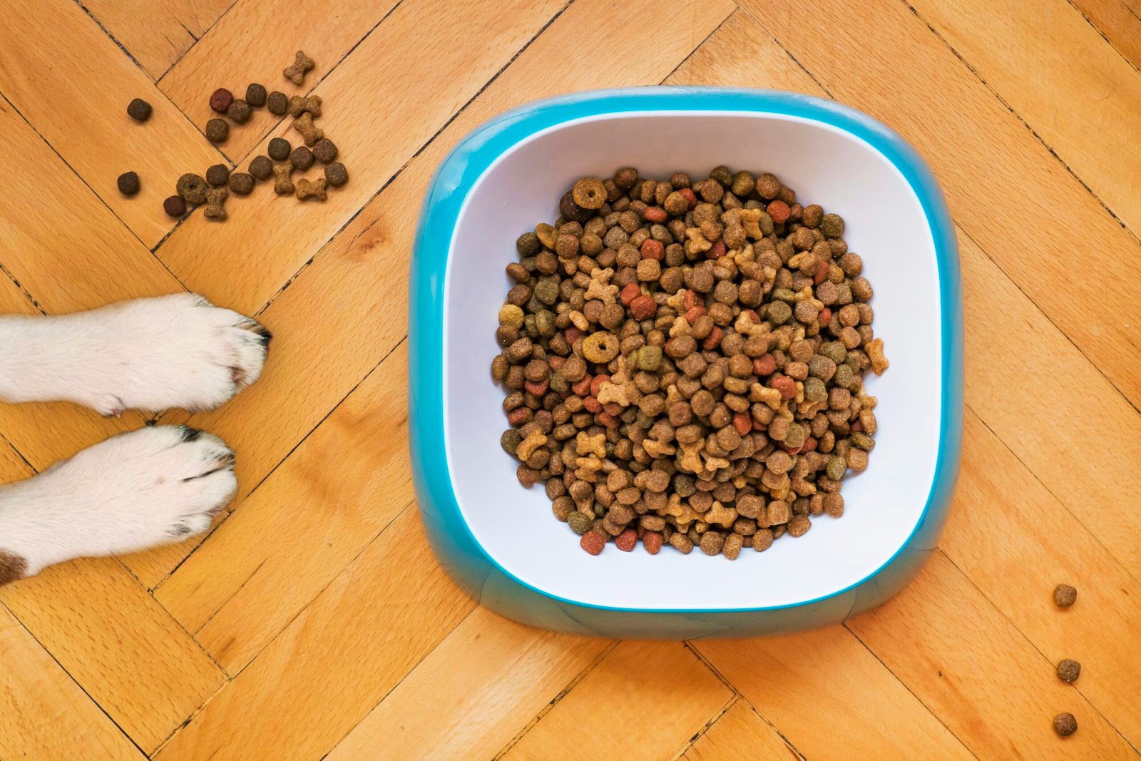 Perro recibiendo alimento